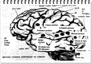 Beyin Okumayı Nasıl Öğreniyor?